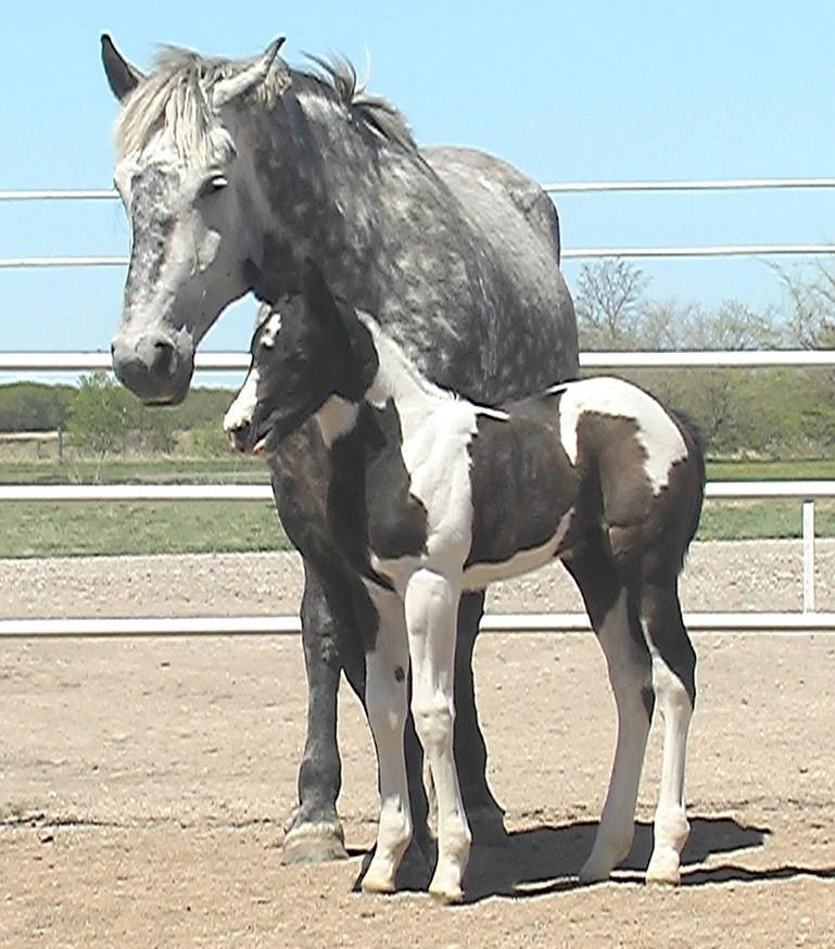 Percheron Horses